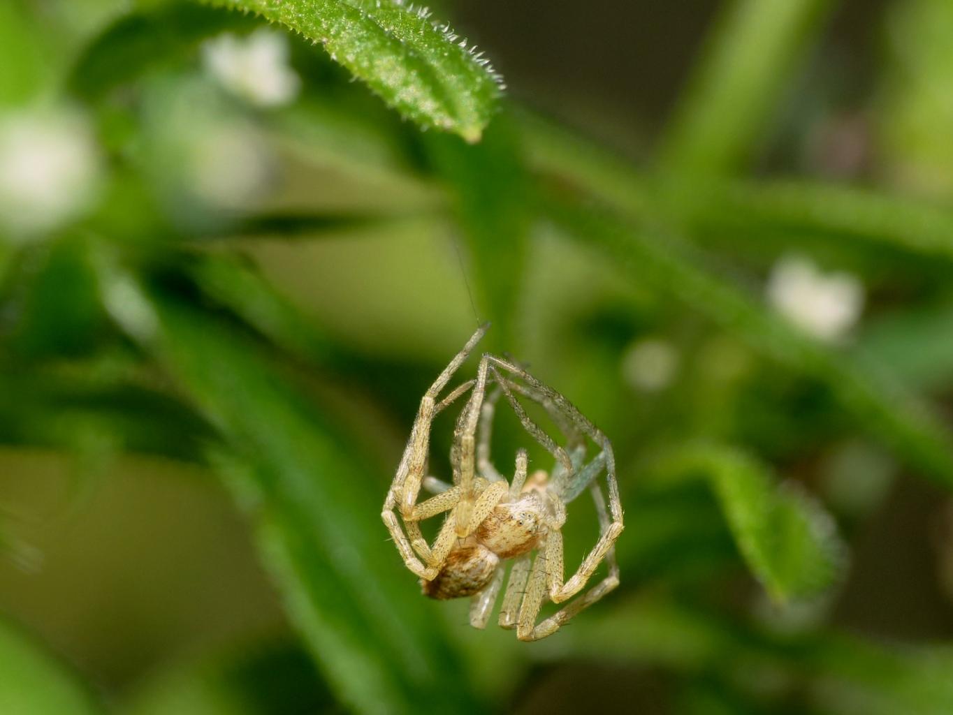 Philodromus sp. fresco di muta - Sasso Marconi (BO)